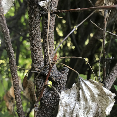 Total Tree Solutions — Arborist for Calgary and surrounding area