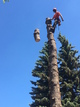Dropping a spruce chunk from up high