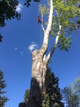 Removal of a huge poplar that was struck by lightning