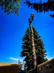 Removing a 100 spruce tree
