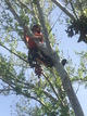Removing a big limb on poplar