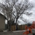 Before pruning poplars at the village in calgary