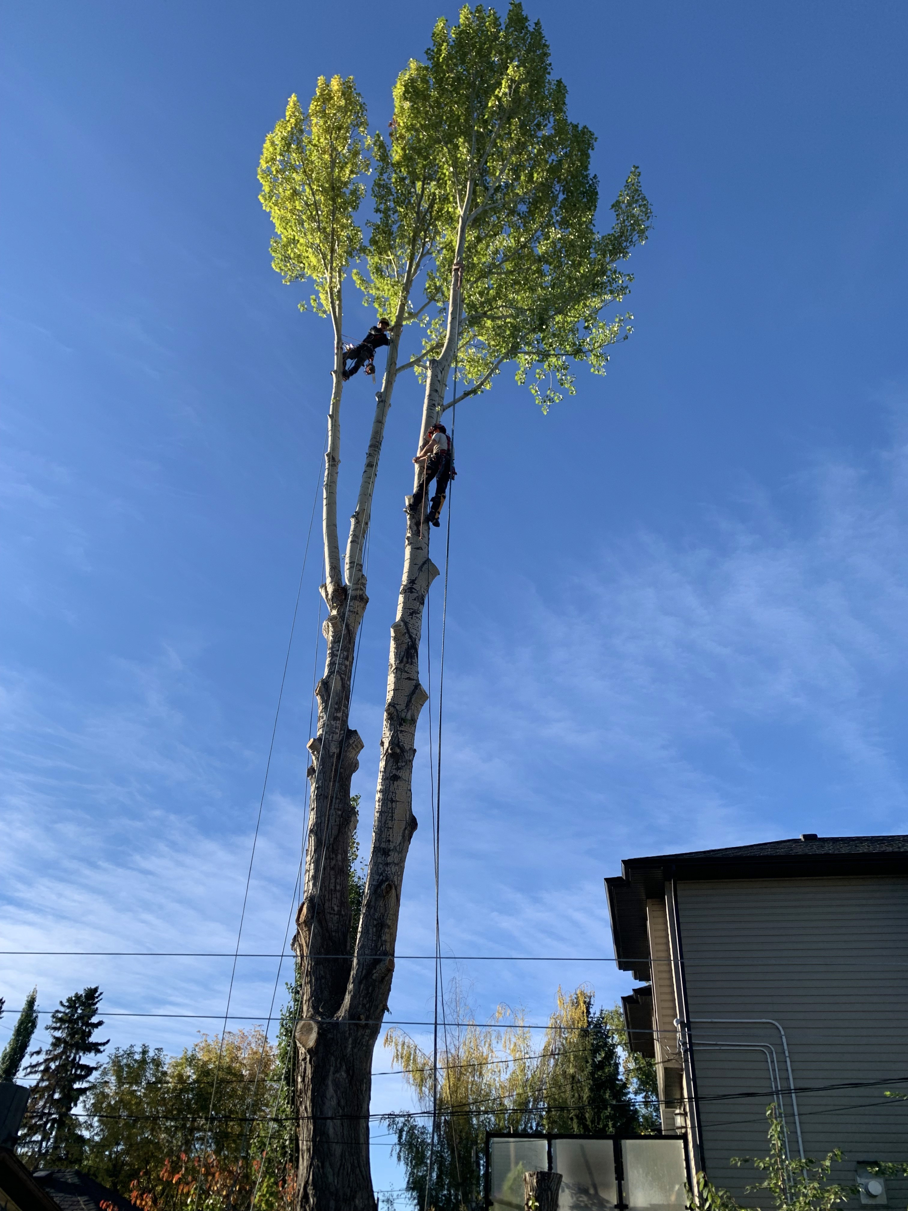 Tree care project